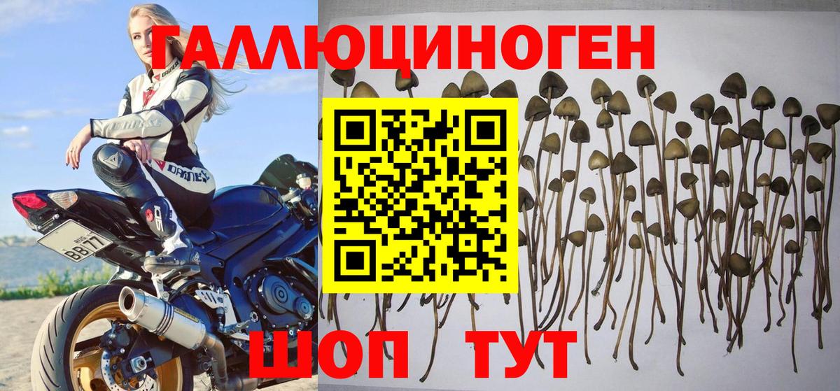 Галлюциногенные грибы GOLDEN TEACHER Каспийск